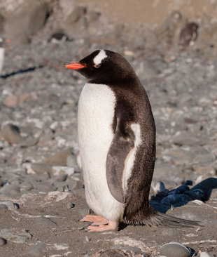 Gentoo Penguin Antarctica Charlotte Caffrey