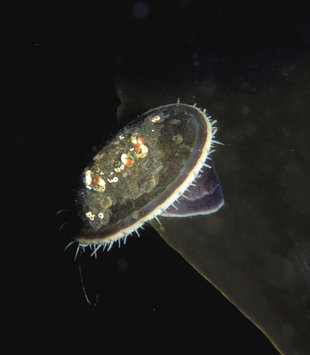 Underwater flora fauna Diving Antarctica