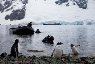 Gentoo Penguins & Zodiac Antarctica
