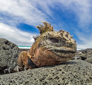 Marine Iguana - Dr Simon Pierce