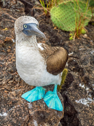 Blue-Footed Booby - Galapagos Islands - Dr Simon Pierce