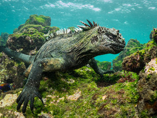 Underwater with a Marine Iguana feeding on green algae - Dr Simon Pierce