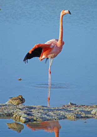 Pink Flamingo on Isabela Island - Ralph Pannell Aqua-Firma