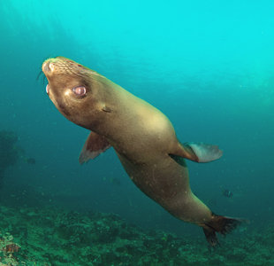 Snorkelling with a Sealion is one of the highlights of the Galapagos - Dr Simon Pierce