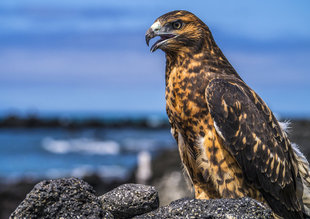 Galapagos Hawk - Dr Simon Pierce