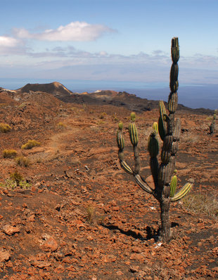 Lava Fields on Sierra Negra parasitic cone of Cerro Chico - Ralph Pannell Aqua-Firma