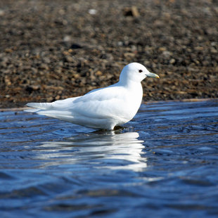 Ivory Gull - Chris Dobbs