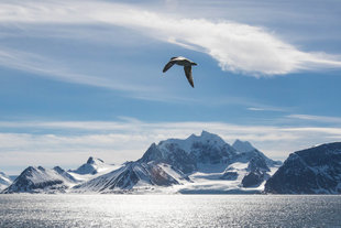 Spitsbergen in Summer - Dennis Imfeld