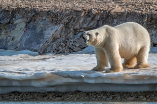 Polar Bear - Bjoern Koth