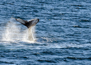Humpback Whale - Sandra Petrowitz