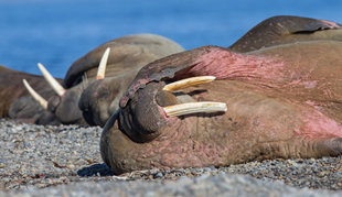 Walrus in Spitsbergen - Jordi Plana