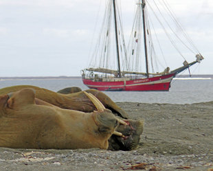 Walrus with Sailing Ship - Bill Ritchie