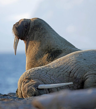 Walrus in Spitsbergen - Stuart Ward