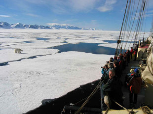 Polar Bear on Pack Ice