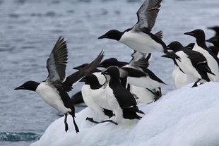 Guillemots on Iceberg - Mark Turner