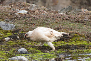 Ptarmigan in Spitsbergen - Charlotte Caffrey