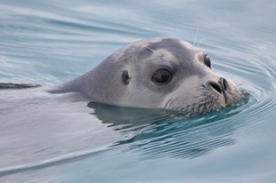 Seal in Spitsbergen - Yuval Zait