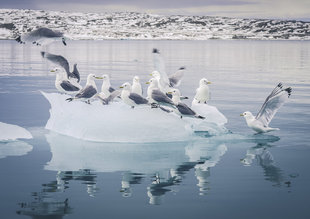 Kittiwakes - Steven Ashworth