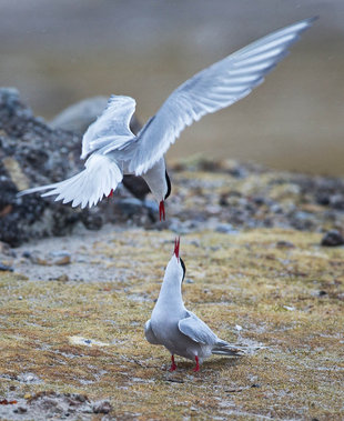Arctic Terns - Jordi Plana