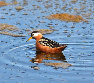 Red Phalarope - Doug & Annie Howes