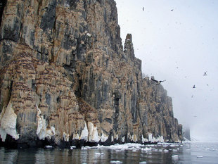 Alkefjellet Bird Cliffs, Spitsbergen - Kelvin Murray