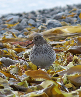 Purple Sandpiper at Aroneset - Jen Squire