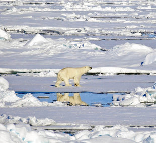 Polar Bear on Pack Ice - Sara Jenner