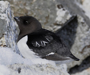 Little Auk in Spitsbergen