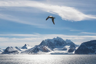 Spitsbergen in Summer - Dennis Imfeld