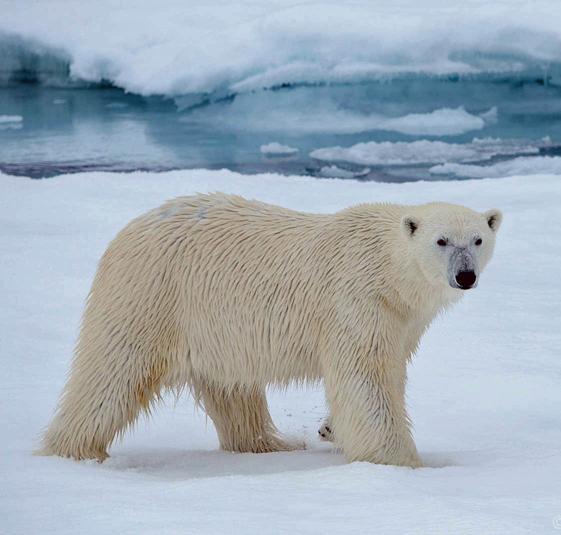 Polar Bear Svalbard Spitsbergen wildlife polar Arctic research ...