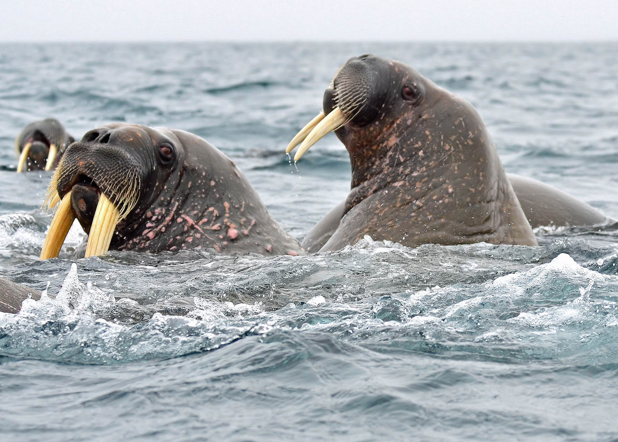 walrus Spitsbergen Svalbard arctic polar wildlife marine life voyage cruise  holiday