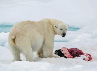 Successful Polar Bear Hunt on the sea ice of Svalbard Spitsbergen wildlife cruise - Bjoern Koth