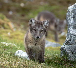 Arctic Fox on Voyage to Svalbard (Spitsbergen) - wildlife photography by Bjoern Koth