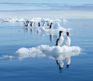 Brunnichs Guillemots on Sea Ice in Spitsbergen (Svalbard) on Wildlife & Diving cruise dive liveaboard - taken from a kayak by Ralph Pannell