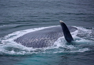 Whale in Spitsbergen on Svalbard Wildlife & Marine Life expedition cruise - Sara Jenner