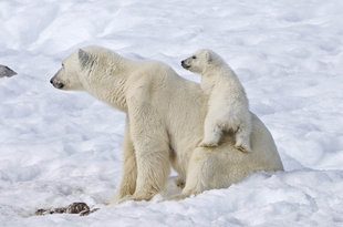 Polar Bear and Cub in Svalbard Spitsbergen wildlife photography by Charlotte Caffrey Aqua-Firma Marine Scientist Polar Guide and dive liveaboard leader