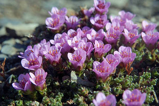 Purple Saxifrage flowers blooming in the Arctic summer of Svalbard Spitsbergen