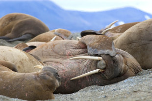 Walrus in Canadian High Arctic - Ira Meyer