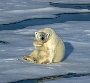 Polar Bear in Canada - Peter & Beverly Pickford