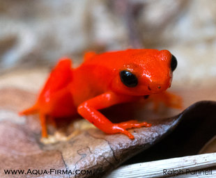 Golden Mantella Frog, Mangabe Reserve - Ralph Pannell