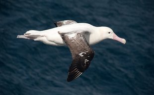 Wandering Albatross Drakes Passage