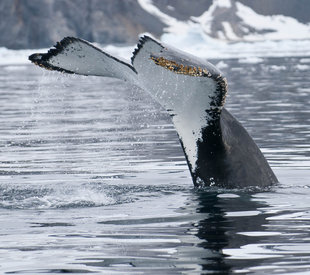 Humpback Whale Antarctica Aqua-Firma