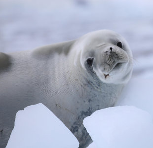 Seal in Antarctica, P Aynsley Aqua-Firma