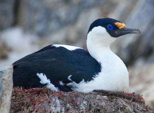 Blue Eyed Shag Antarctica