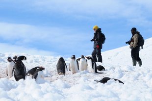 Gentoo Penguin colony Antarctica Aqua-Firma