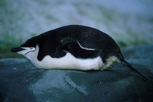 Antarctica Chinstrap Penguin Aqua-Firma