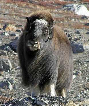 Musk Oxen in Greenland - Charlotte Caffrey