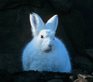 Arctic Hare in Greenland - Rinie van Meurs