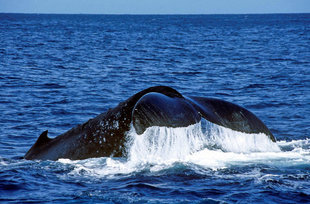 Humpback Whale in Greenland - Rinie van Meurs