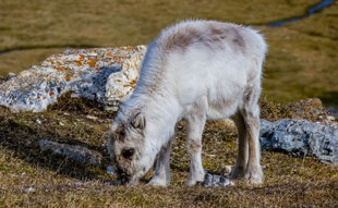 Svalbard Reindeer - Katya Riedel